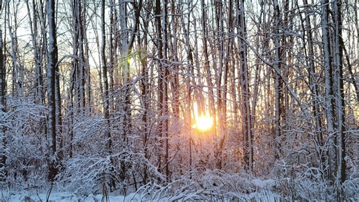 Will trees really explode during the cold snap? Pete explains