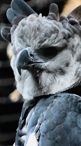 Get a closer look at the mesmerizing Harpy Eagle, often described as a bird that looks like a human in a costume. | Discvr Blog