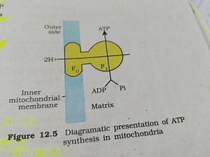 Figure 12.5 Diagramatic presentation of ATP synthesis in mitoch... | Filo