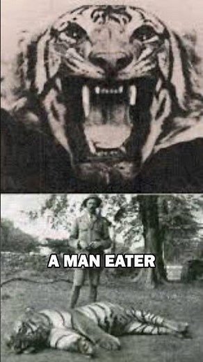 The Deadliest Tiger in History 🐅 | Champawat Man-Eater