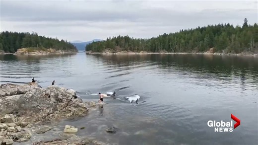 1.5M views · 31K reactions | Some very shocked swimmers had a close encounter with a group of orcas off Quadra Island. Video captured the whales heading right up to swimmers next to rocks. The group of orcas is part of the T090 pod, which is a family of well-known whales. They’re said to have been spending a fair bit of time hunting harbour seals in the Salish Sea recently as well as the occasional trip to Alaska. | Global BC | Facebook