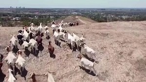Wildfire-prevention goats in high demand in U.S