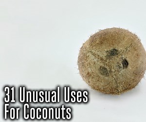 31 Unusual Uses for Coconuts