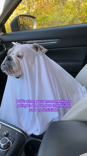 I ain't going to that sheet....👻😂 . . #igloothebulldog #boo #ghost #spooky #halloween #funny #dogreels #dog #dogs #dogsofinstagram #weeklyfluff | Eggnogthebulldog