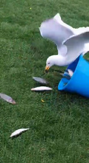 8.2K views · 51 reactions | "FOOD FOR THOUGHT... AND FLIGHT!  Woman's penguin treat turns into seagull's snack attack! Who's got the fish? ✈️ #SeagullSquad #PenguinPals #TrendingNow #ViralWildlife #PakistanWildlife" *Viral Hashtags:* #SeagullSquad #PenguinPals #TrendingNow #ViralWildlife #PakistanWildlife #BirdWatch #WildlifeWonders #FoodHeist #SeaShenanigans #AnimalAntics | Makup Stunning | Facebook