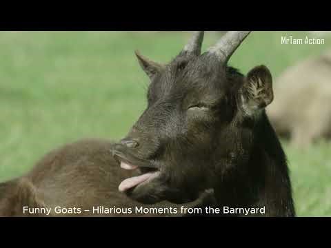 Funny Goats – Hilarious Moments from the Barnyard