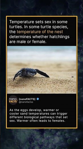 In some turtle species, the temperature of the nest determines whether hatchlings are male or female