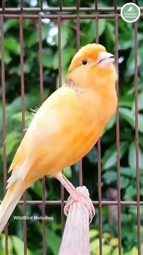 Bird Sounds | Relaxing Nature Chirping Compilation (No Music) #BirdSounds #BirdSongs