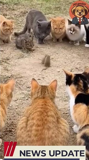 Funny Cats Watching Two Mice Fight 😂
