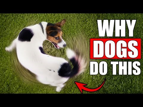 10 Strange Dog Behaviors You’ve Never Understood… Until Now