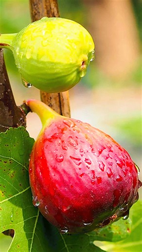 How to Grow a Fig Tree from a Cutting | Propagate Figs for your Garden //#reels #shorts | Rana Craft