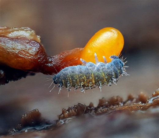 Slime Mold Identification & Appreciation | A Moss Springtail (Neanura muscorum) on one of the -trichias 🐛🧡 | Facebook