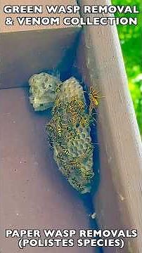 INVASIVE PAPER WASPS REMOVED WITHOUT PESTICIDES AND COLLECTED FOR VENOM IMMUNOTHERAPY (VIT)!