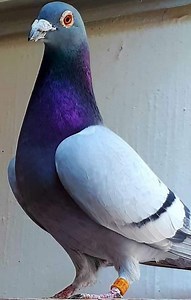 90K views · 1K reactions | Monitor the health of your pigeons. #pigeons #pigeon #pigeonrace #duiven #frumos #hybrid #racingpigeons #filipino #pigeonracing #kalapati #kalapatids #pair #kalapatidsph #kabutar #kabootar #loft #porumbei #palomas #fypシ #fypシ゚viralシ #merpatikolong #merpati #pinoy #training #success #race #kabutarbazi #ctto #merpatilovers #gołębi | Pigeon Sports PH | Facebook