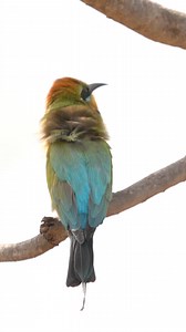 Rainbow Bee-Eater Bee-Eatin’ ————————————————————— The Rainbow Bee-Eater true to its name… eating bees in the East Kimberley. | Dingus vs Wild