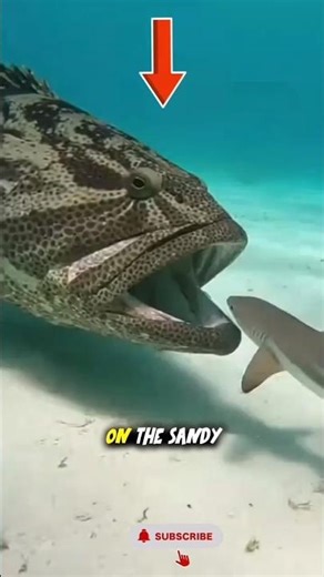 Predator Turned Prey: Giant Grouper’s Lightning Strike #short #seaanimal #sea #shark