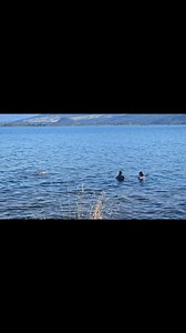 Kids in for a lake swim :) | Justine Lette