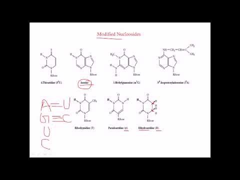 Modified nucleosides in RNA