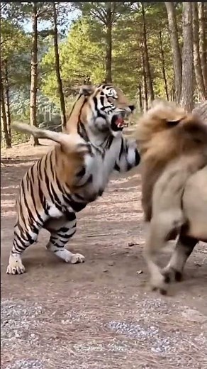 Tiger vs Lion Fight | Ultimate Wild Battle #animals #wildlife #viralvideo