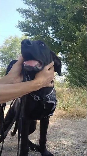 Chien croisé labrador à l'adoption : Lago vous attend !