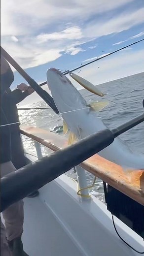 Epic Yellowtail Start! 11 Big Ones on the San Diego at Coronados