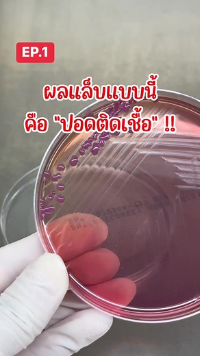 เชื้อแบคทีเรีย ที่เพาะเลี้ยงได้จากคนไข้ "ปอดติดเชื้อ" ( EP.1) #ปอดติดเชื้อ #เชื้อแบคทีเรีย #หมอแล็บพอย | ฉันอยู่ในห้องแล็บ