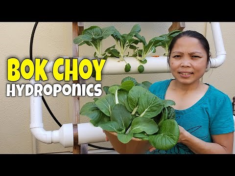 Our Hydroponic Bok Choy Start to Finish