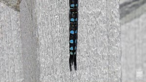 3.1K views · 81 reactions | Happy World Wildlife Day! See a Canada Darner up close! It’s one of the more common darners that we see. Their compound eyes are like a thousand TV sets showing the same program. | Ontario Parks | Facebook