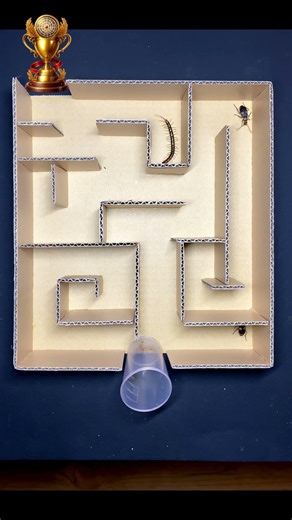 Crazy Maze Race | Centipede vs Bombardier Beetle
