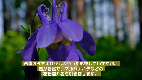 春に咲く花特集｜庭を彩るおすすめ植物10選