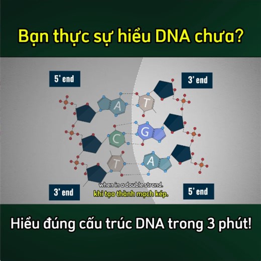 Bạn có bao giờ cảm thấy kiến thức về DNA quá phức tạp và khó hình dung? Chỉ cần vài phút trong video này, mọi thứ sẽ trở nên rõ ràng và nhẹ nhàng hơn rất nhiều. | Dụng cụ thí nghiệm Sinh Học