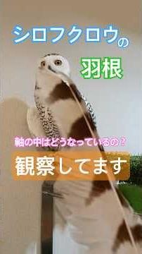 Owner Dissects a Snowy Owl Feather Shaft to Observe its Structure - 06/09/2026 Live Highlight #sn...