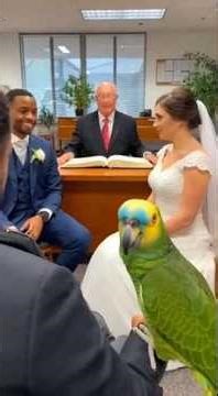 Parrot EXPOSES Everyone at the Wedding 😳