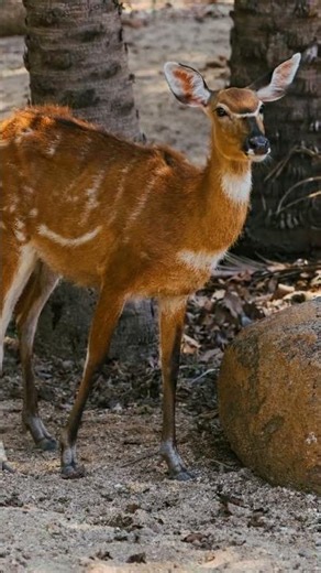 #animals #brasil #cute #dog #monkey #zoo #wildlife #fypシ #fyp #europe #uk #usa #viral #cow #birds