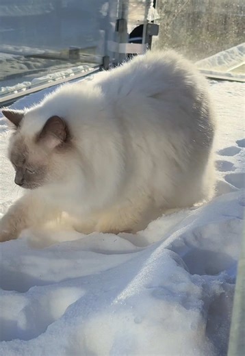 He stepped into the small snow puddle he had stepped into before😆🤩#ragdoll #denmark #cat #snow #play