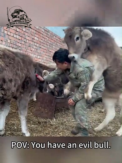 From silly stumbles to hilarious moo moments - these cows will make your day! 🌾💥 #animalfails #farmlife #hilariousreels #FunniestAnimals #cowlovers | Fish & Funnies