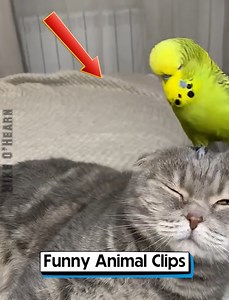 3.5M views · 87K reactions | Funny Animal Clips | Mike O'Hearn | Facebook