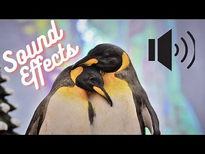 Penguins with Sound Effects - Adult and Baby Penguin Sound Effects, Zoo Animal Sounds and Noises!