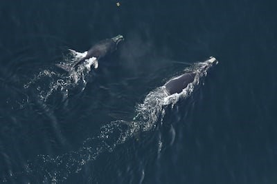 En voie de disparition: une baleine noire de l’Atlantique Nord empêtrée dans le golfe du Saint-Laurent