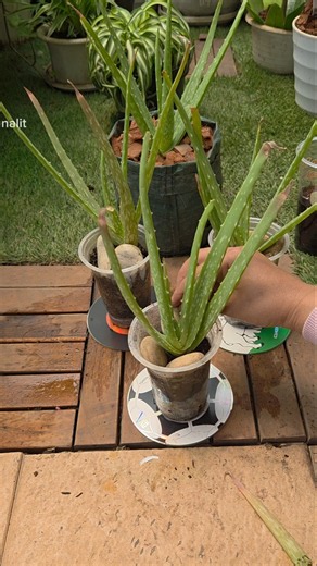Quick & Satisfying Aloe Vera Care Routine 🌿 #shorts #satisfying