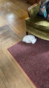 Loyalty is Known By a Dog 🥺😌 #loyalty #dog #viral #doglover | Infinite Universe