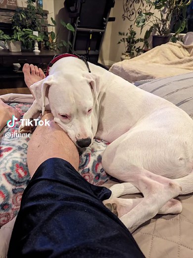 Heartwarming Tale of Casper the Amazing Dogo Argentino