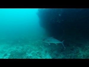 "The Elbow" Spearfishing Tour- 90 Miles out in Gulf of Mexico