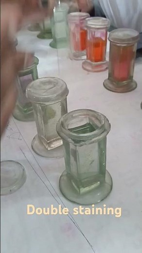 Double staining transfer of slide xylene to alcohol #experiment #biology #science #zoology