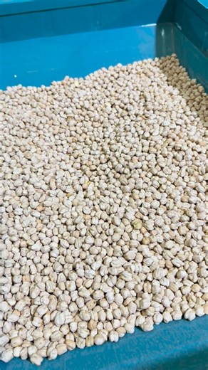 Japleen Singh on Instagram: "Multipurpose chana grading machine 📲 +91 74892 41187"