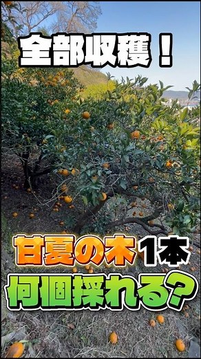 甘夏1本の木から何個採れる？#農業 #大分 #みかん農家 #収穫 #甘夏