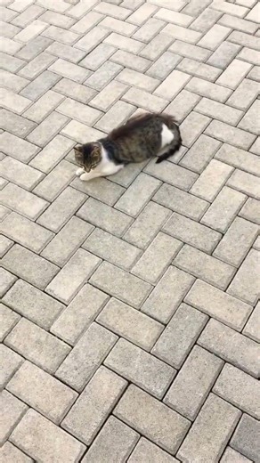 Perfect triangle #cat #cute #shorts