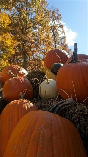 Out in the Fields -- Pumpkin Song