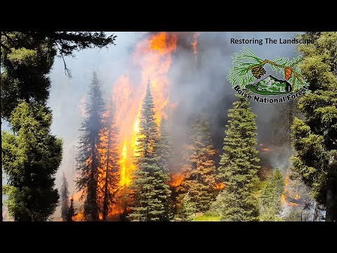 Pioneer Fire Salvage on the Boise National Forest