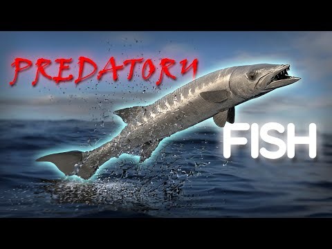 Predatory Fish In The Ocean | Beneath The Blue